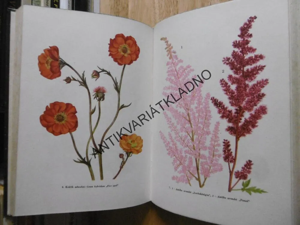 NAŠE TRVALKY,1964, KUBEČKOVÁ, **an