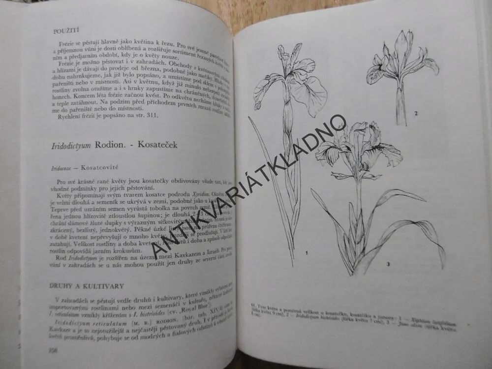 MEČÍKY A OSTATNÍ HLÍZNATÉ KVĚTINY, 1968, VANĚK,**an