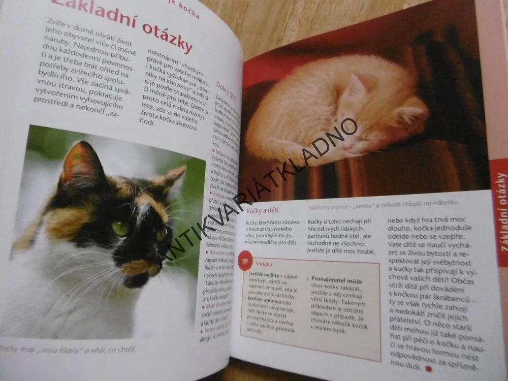 KOČKA, SEBEVĚDOMÁ, CHYTRÁ, HRAVÁ, BIRGIT GOLLMANN, **an
