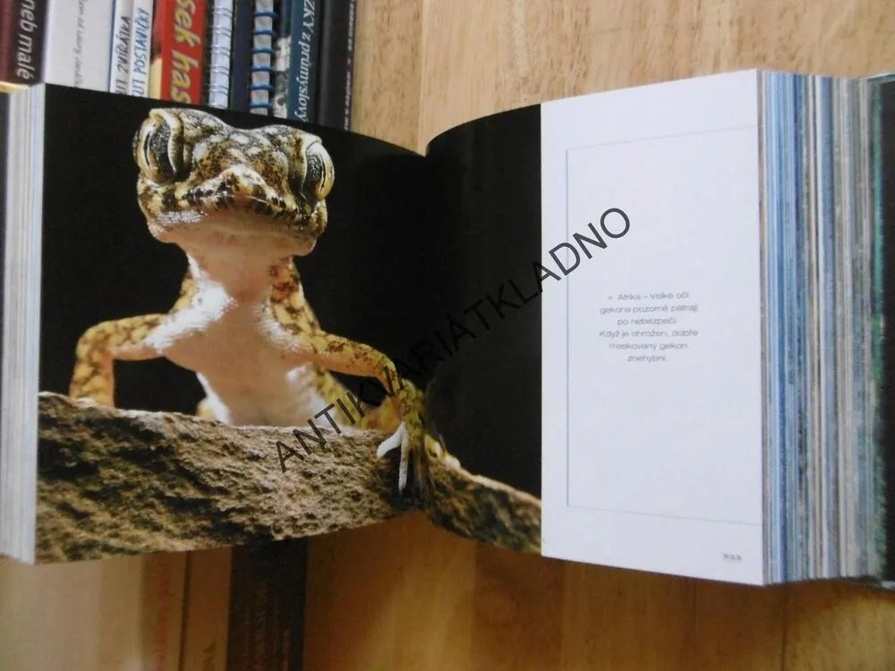 DIVOKÁ ZVÍŘÁTA, CUBE BOOK, **an