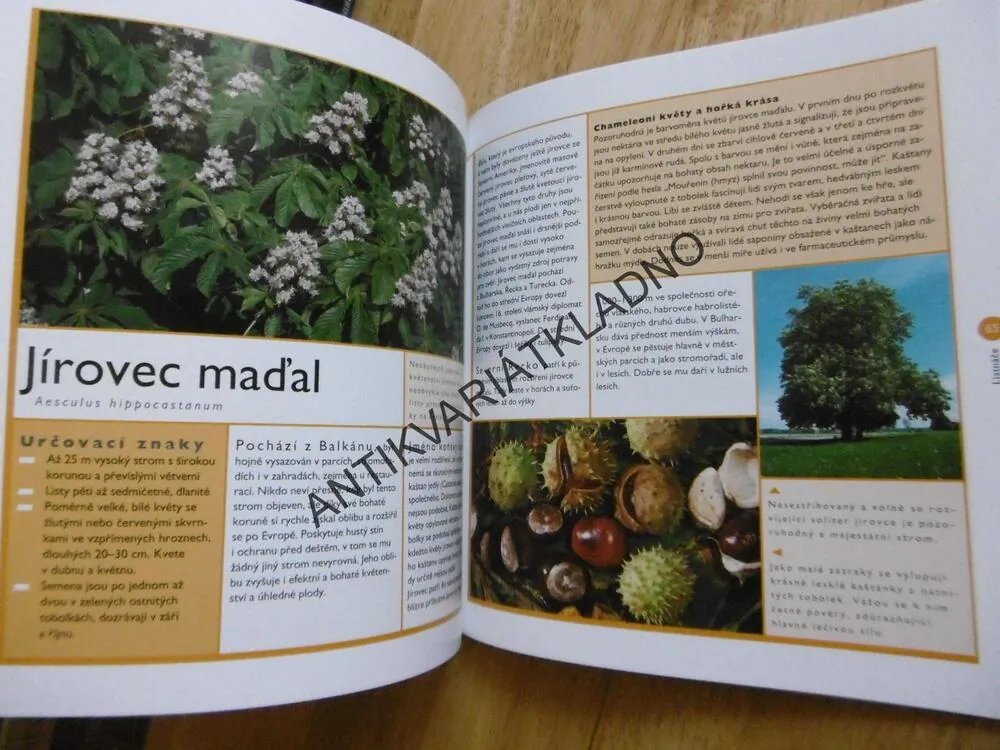 STROMY A KEŘE, PRŮVODCE NAŠÍ PŘÍRODOU, M. LOHMANN, **an
