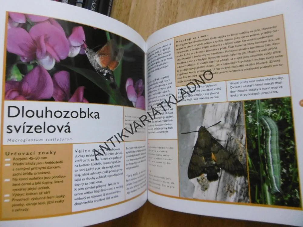 MOTÝLI, PRŮVODCE NAŠÍ PŘÍRODOU, M. LOHMANN, **an