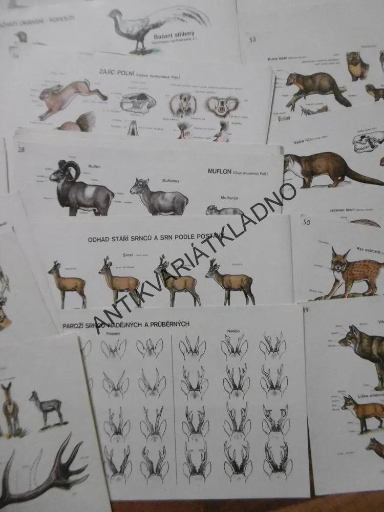 MYSLIVOST V OBRAZECH, ZOOLOGIE, TEXT + KARTY,