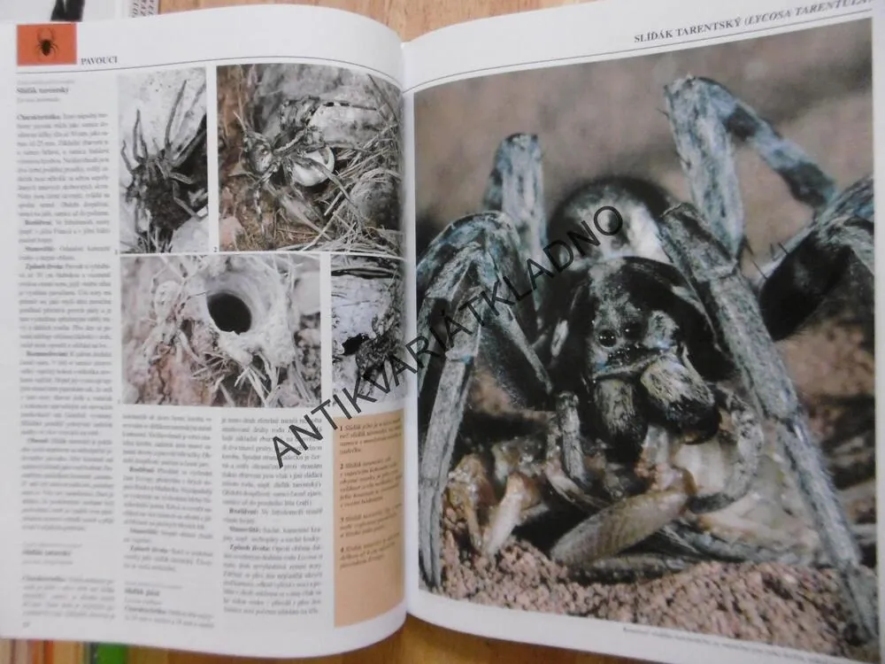 PAVOUKOVCI A DALŠÍ BEZOBRATLÍ, ZOOLOGICKÁ ENCYKLOPEDIE, **an