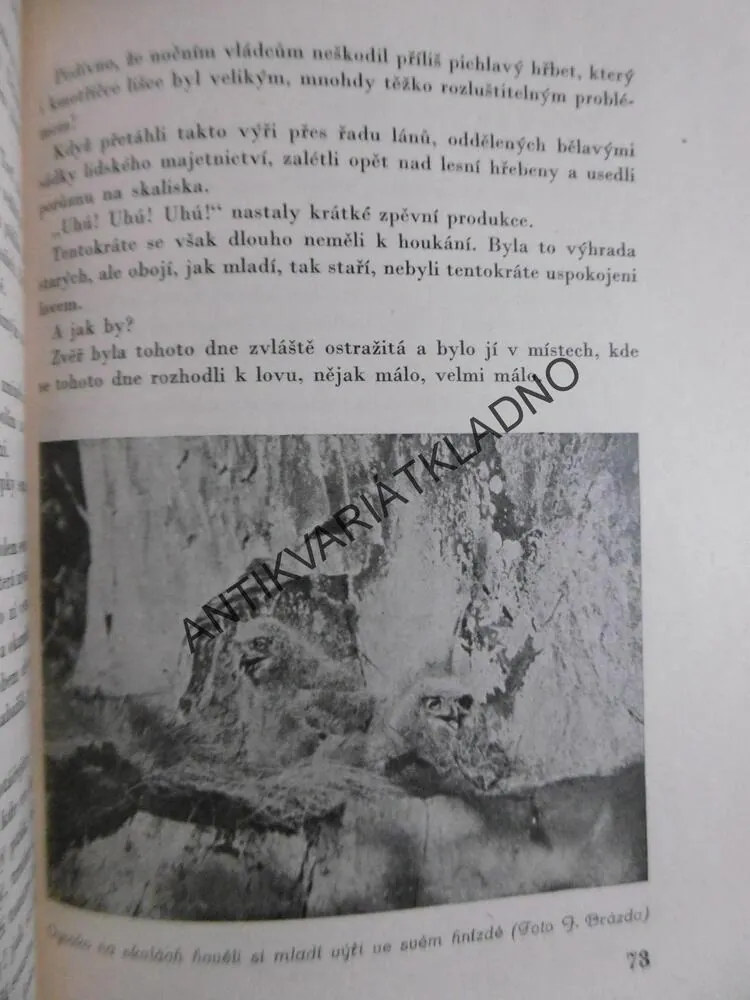 KUHÚK, CHVOJNICKÝ VÝR, F.K. BABY, 1943, **an