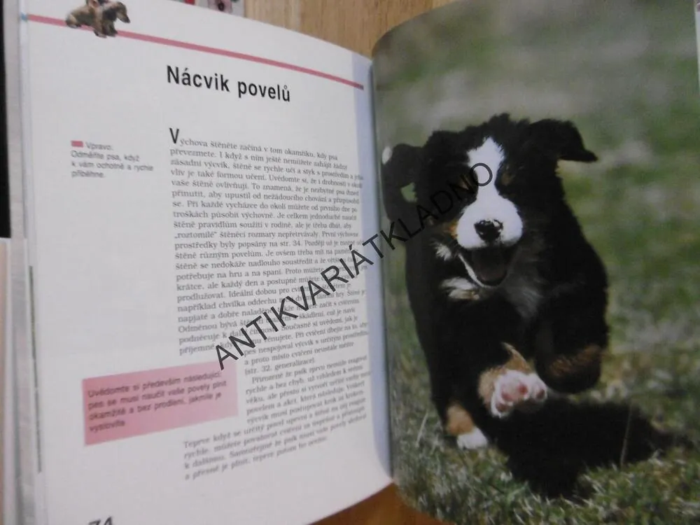 ŠKOLKA PRO ŠTĚŇATA, CELINA DEL AMO, CHOVATELSTVÍ, CHOVATEL, 