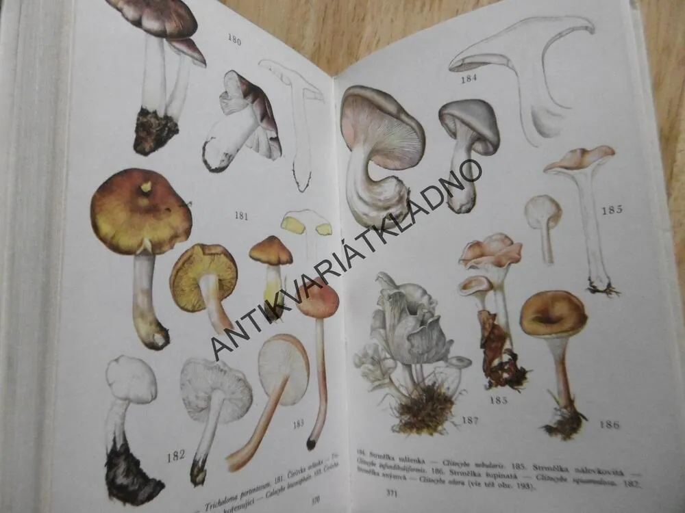 HOUBAŘŮV ROK, A. PŘÍHODA, HOUBY, **an