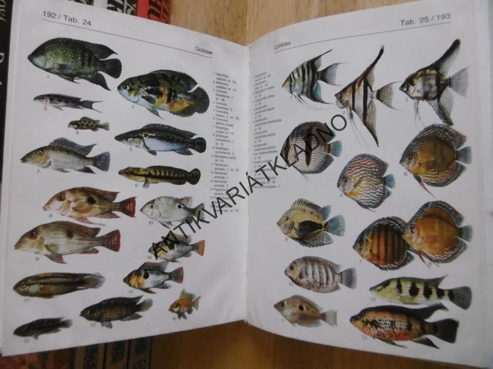 AKVARIJNÍ RYBY, KLAUS PAYSAN, 500 DRUHŮ, **an