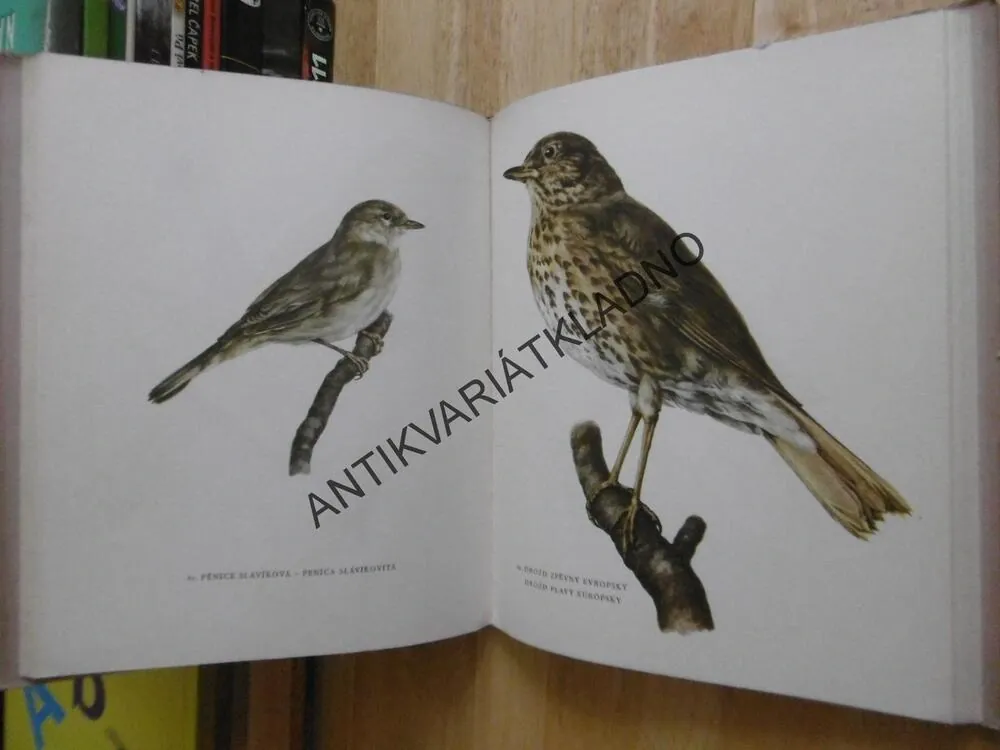 NAŠE CHRÁNĚNÉ A UŽITEČNÉ PTACTVO, ŠTĚPÁNEK, DEMARTINI, **an