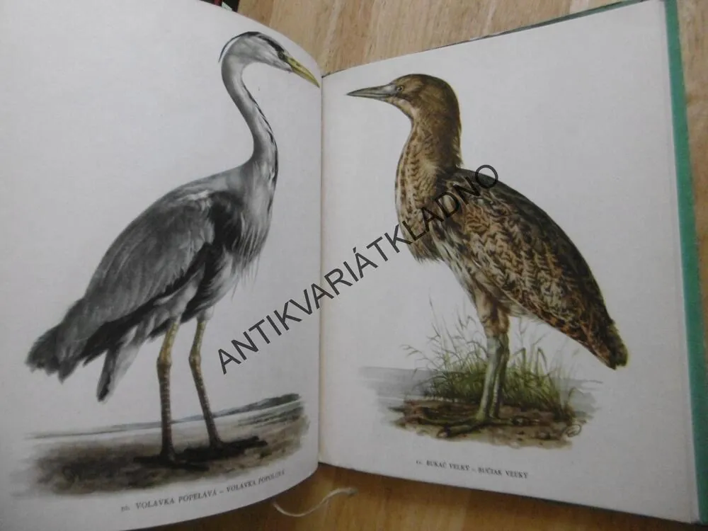 NAŠE LOVNÉ PTACTVO, ŠTĚPÁNEK, DEMARTINI, **an