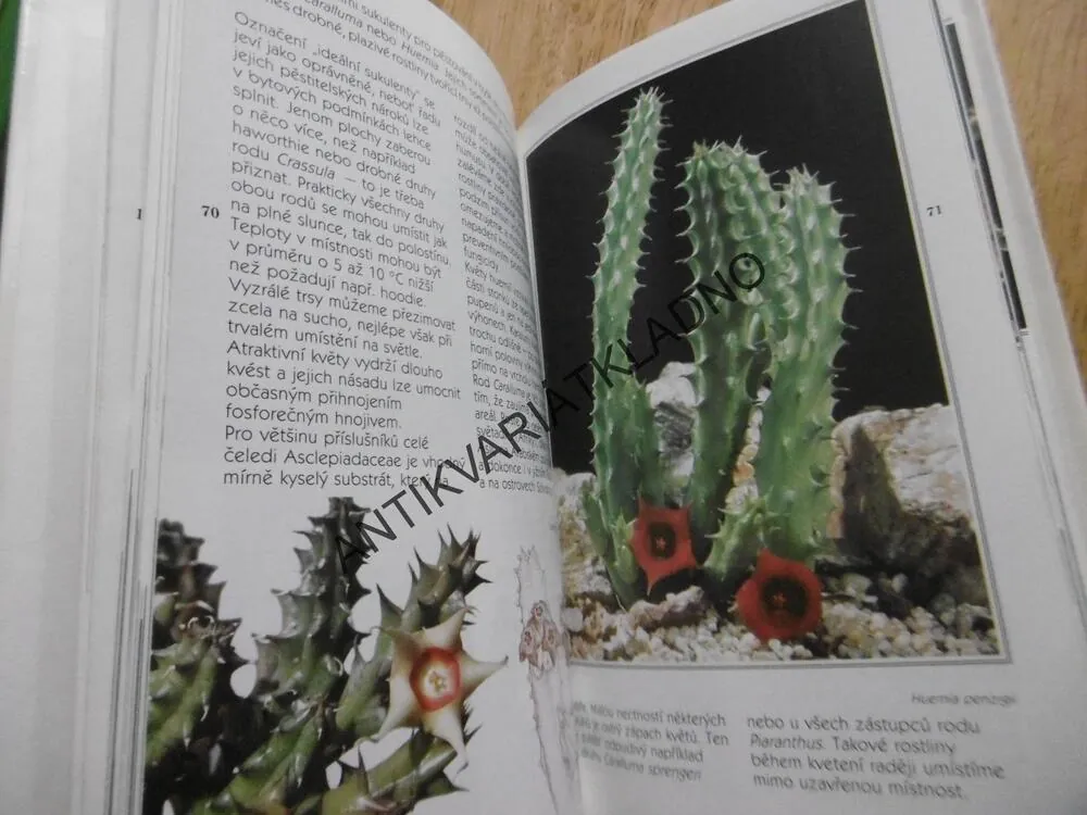 MINIATURNÍ POUŠTĚ, JAN GRATIAS, KAKTUSY A JAK JE PĚSTOVAT, ZAHRADA, ROSTLINY PRO VÁŠ BYT 1., **an