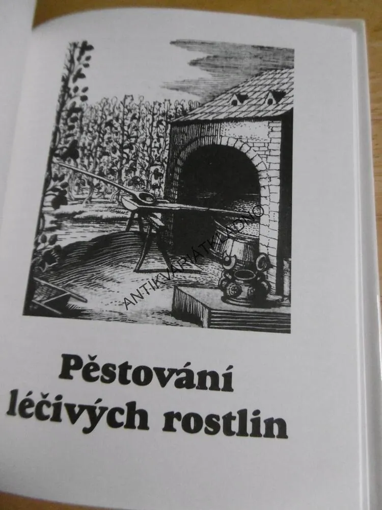 ROSTLINY V DOMÁCÍ LÉKÁRNĚ, HOFFMANNOVÁ-JEBYVÝ, HERBÁŘ, BYLINKY