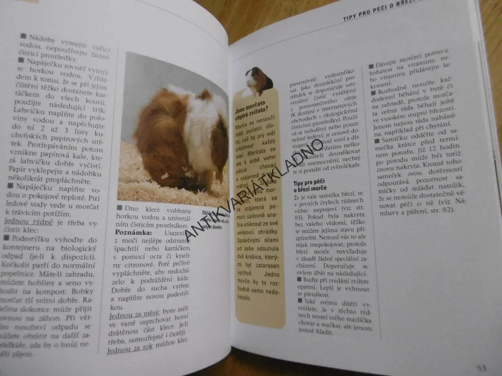 NAŠE MORČE, NAŠE ZVÍŘÁTKO, CHOV, KRMENÍ, VÝCHOVA