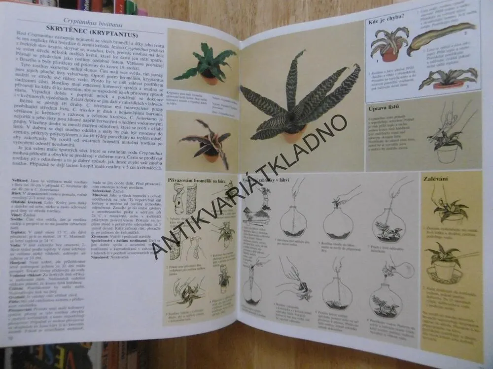 PÉČE O POKOJOVÉ ROSTLINY, DAVID LONGMAN, **an