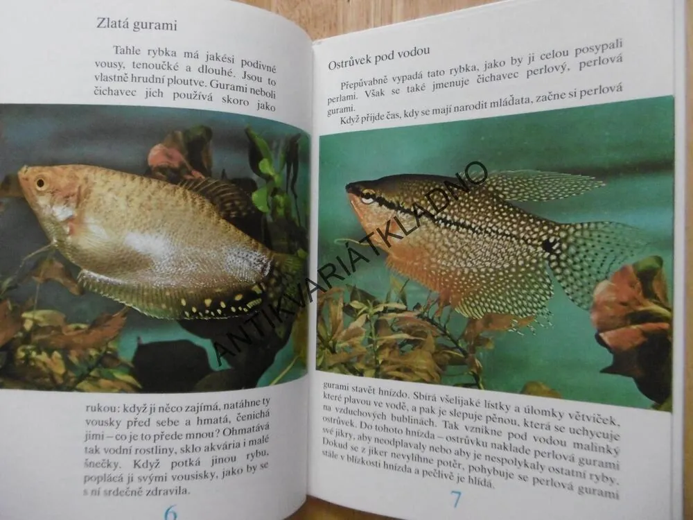 BAREVNÉ PLOUTVIČKY, VIKTOR DACKEVIČ, **an