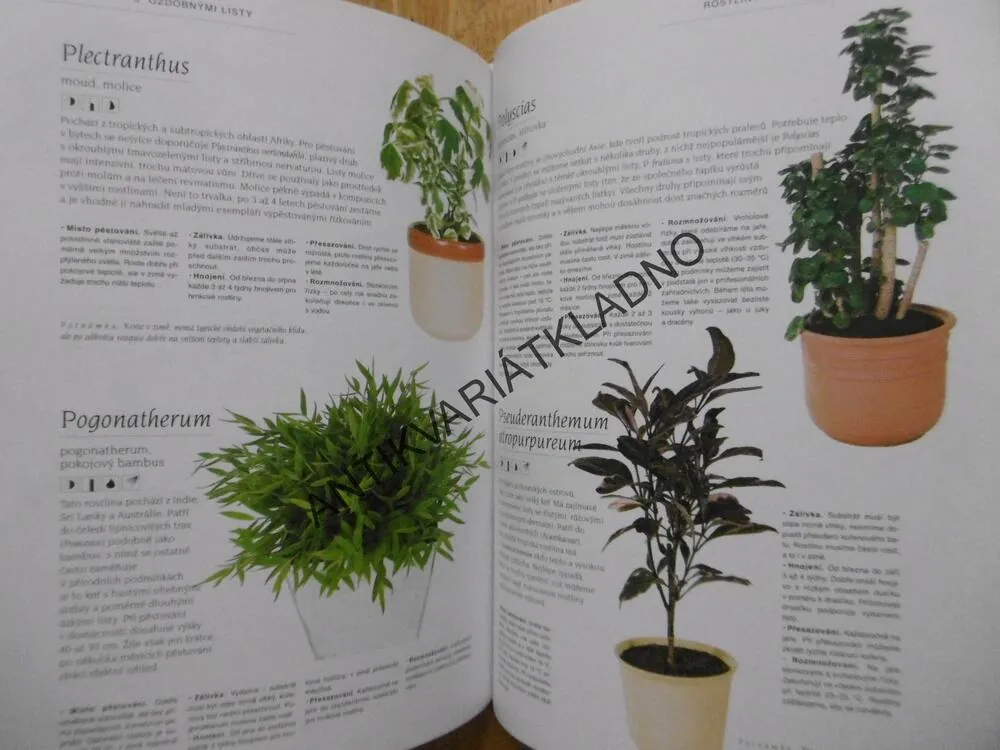 VELKÁ KNIHA POKOJOVÝCH ROSTLIN, MALGORZATA AUGUSTYNOVÁ, **an