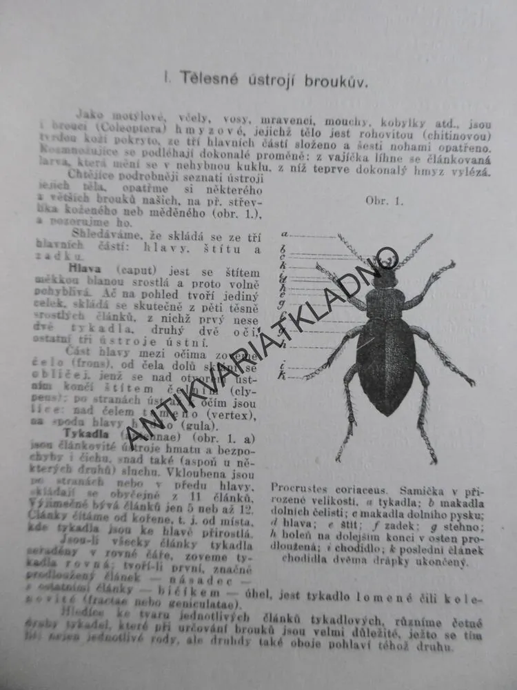 BROUCI, FRANTIŠEK DLOUHÝ, 