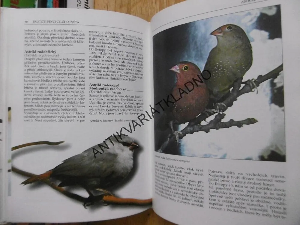 EXOTIČTÍ PĚVCI CELÉHO SVĚTA, M.SMRČEK, **an
