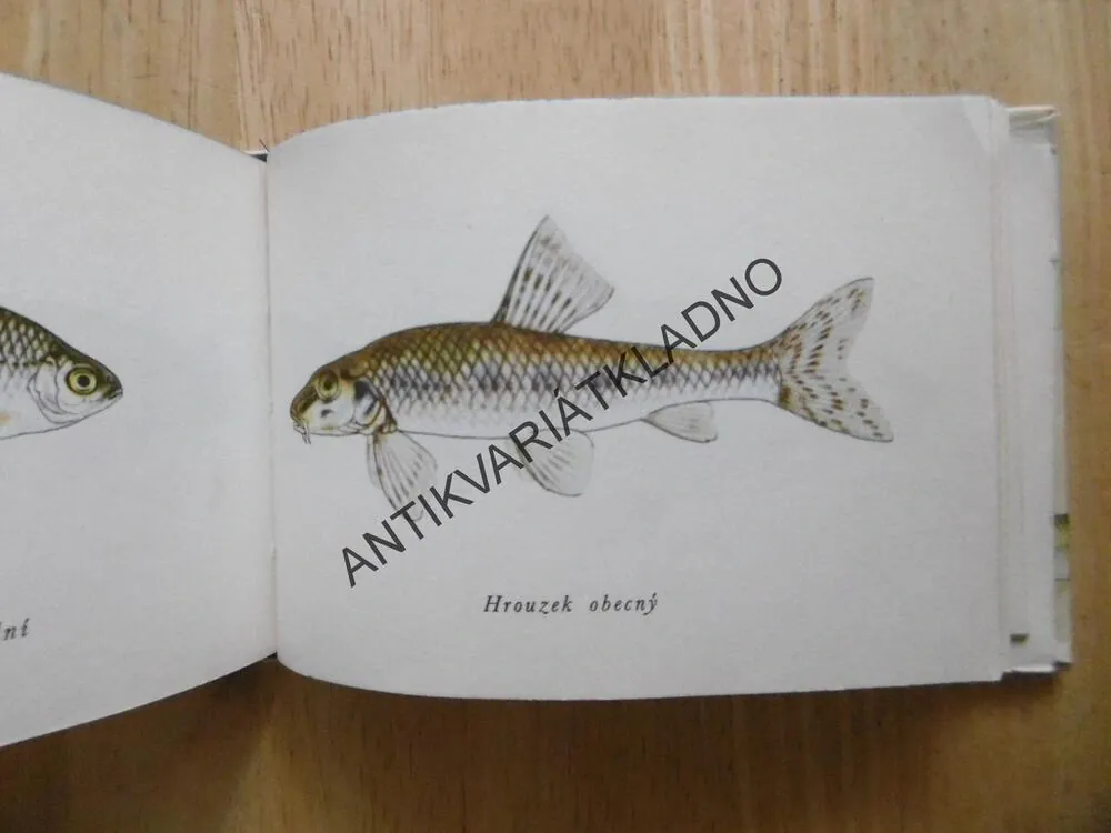 RYBY NAŠICH VOD, STANISLAV VODINSKÝ, EDICE OKO 4, **an