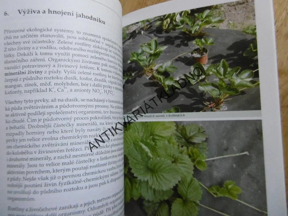 PĚSTUJEME JAHODY, ČESKÁ ZAHRADA, HNOJENÍ, CHOROBY, ŠKŮDCI, ODRŮDY