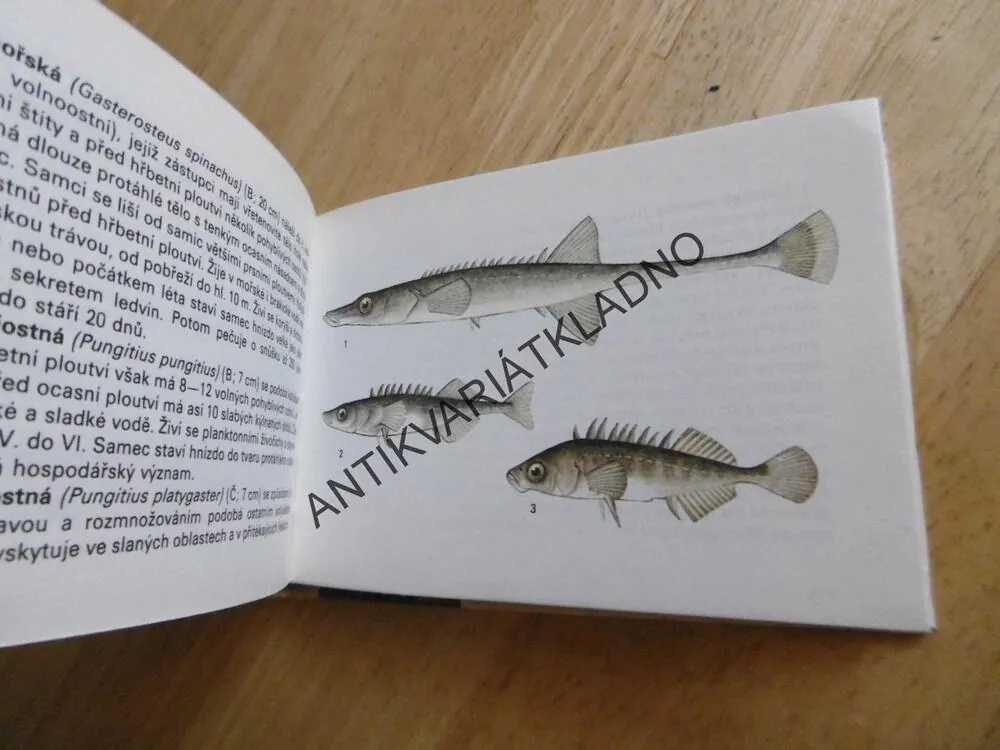 MOŘSKÁ FAUNA A FLÓRA, ALTMAN, EDICE OKO 57, **an