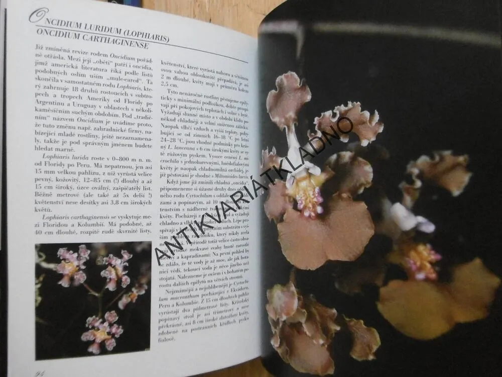ORCHIDEJE V BYTĚ, J.R. HAAGER, ROMANA OTTOVÁ, **an