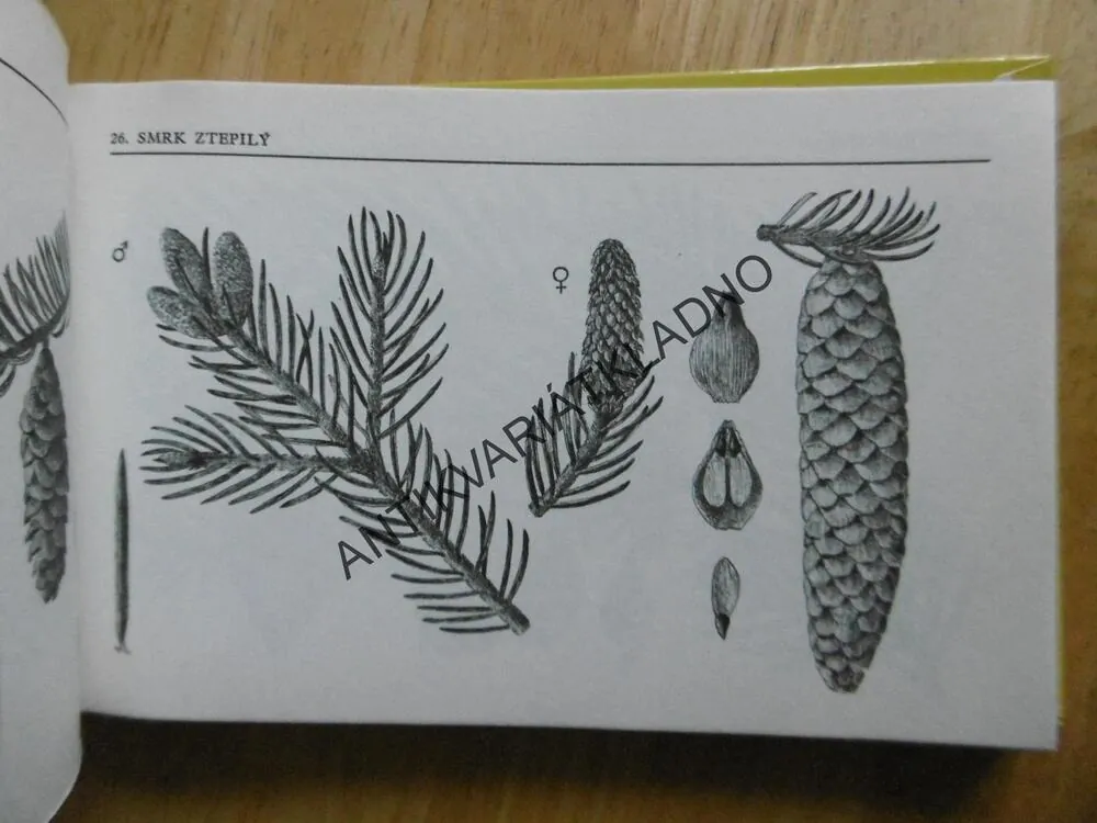NAŠE STROMY A KEŘE, ALOIS MIKULA, **an