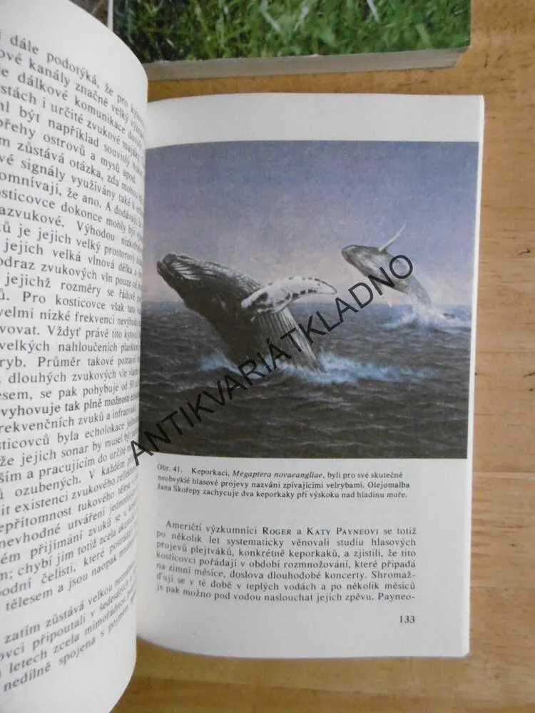 ZVÍŘATA CELÉHO SVĚTA, 1 - 13, **an