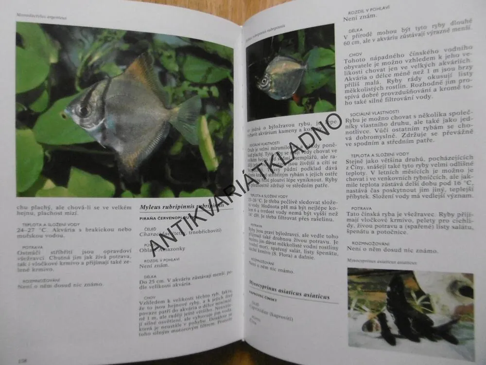 ENCYKLOPEDIE AKVARIJNÍCH RYB, ESTHER J. J. VERHOEF,-VERHALLENOVÁ, **an