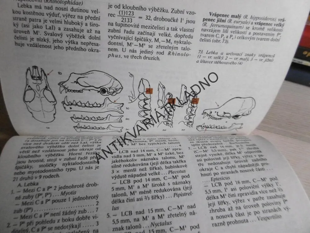 POZNÁVÁME NAŠE SAVCE, MILOŠ ANDĚRA, IVAN HORÁČEK, **an