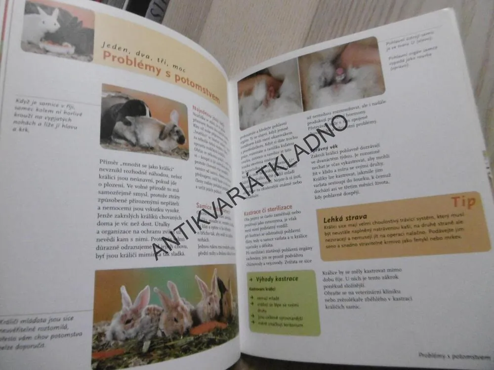 ZAKRSLÍ KRÁLÍCI, CHOV A PÉČE, POROZUMĚNÍ A ZABAVENÍ, ANGELA BECKOVÁ, **an