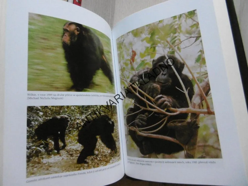 POHLED OKNEM, JANE GOODALLOVÁ