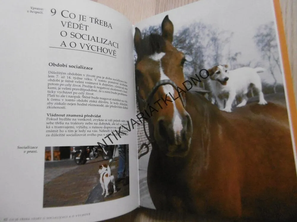 JACK RUSSELL TERIÉR, ESTER VERHOEF-VERHALLEN, PES, CHOVATEL, BRUCE FOGLE, PŘÍRUČKY PRO CHOVATELE PSŮ, **an