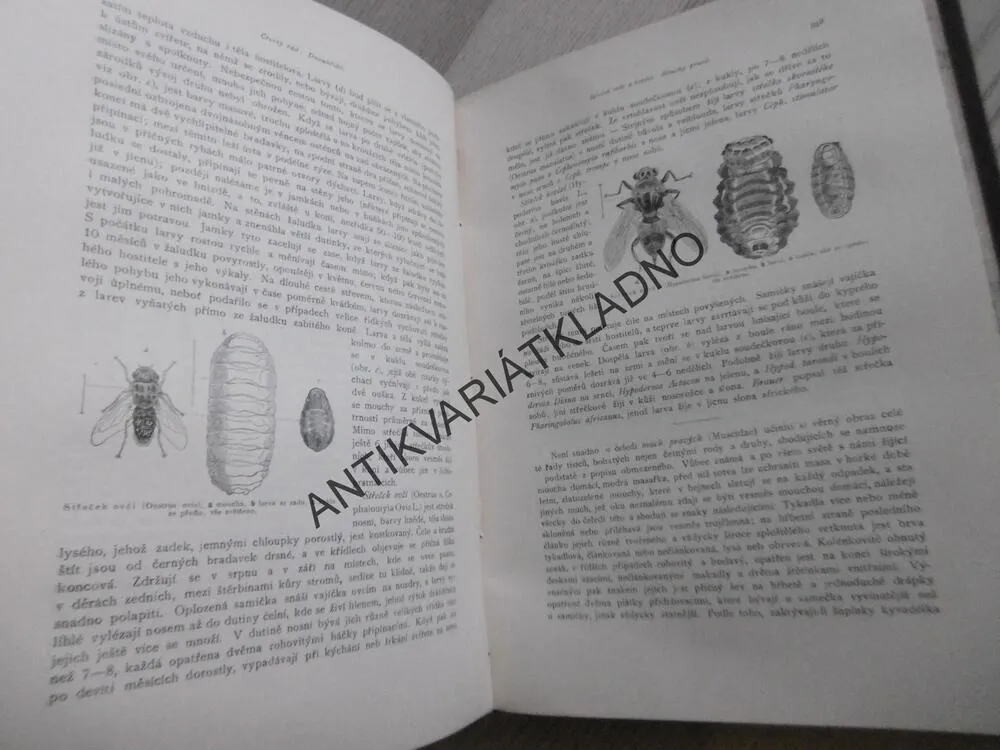 BREHM, BREHMŮV ŽIVOT ZVÍŘAT 4., HMYZ, **an