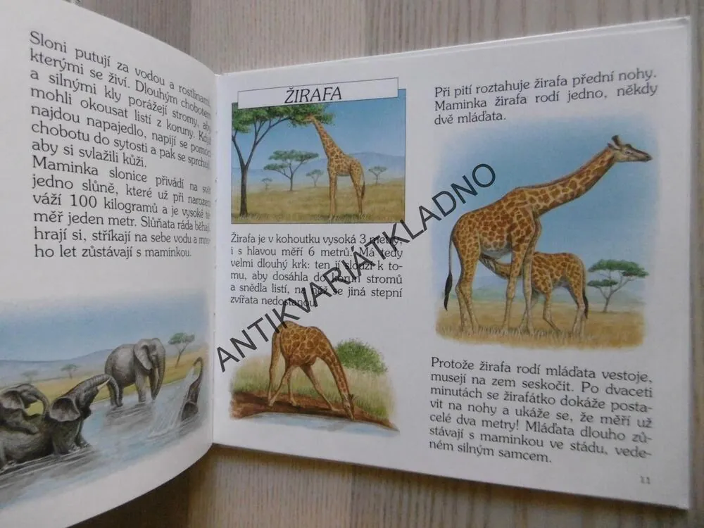 ZVÍŘATKA A HÁDANKY, SAVANA, PRALES, BOB BAMPTON, **an