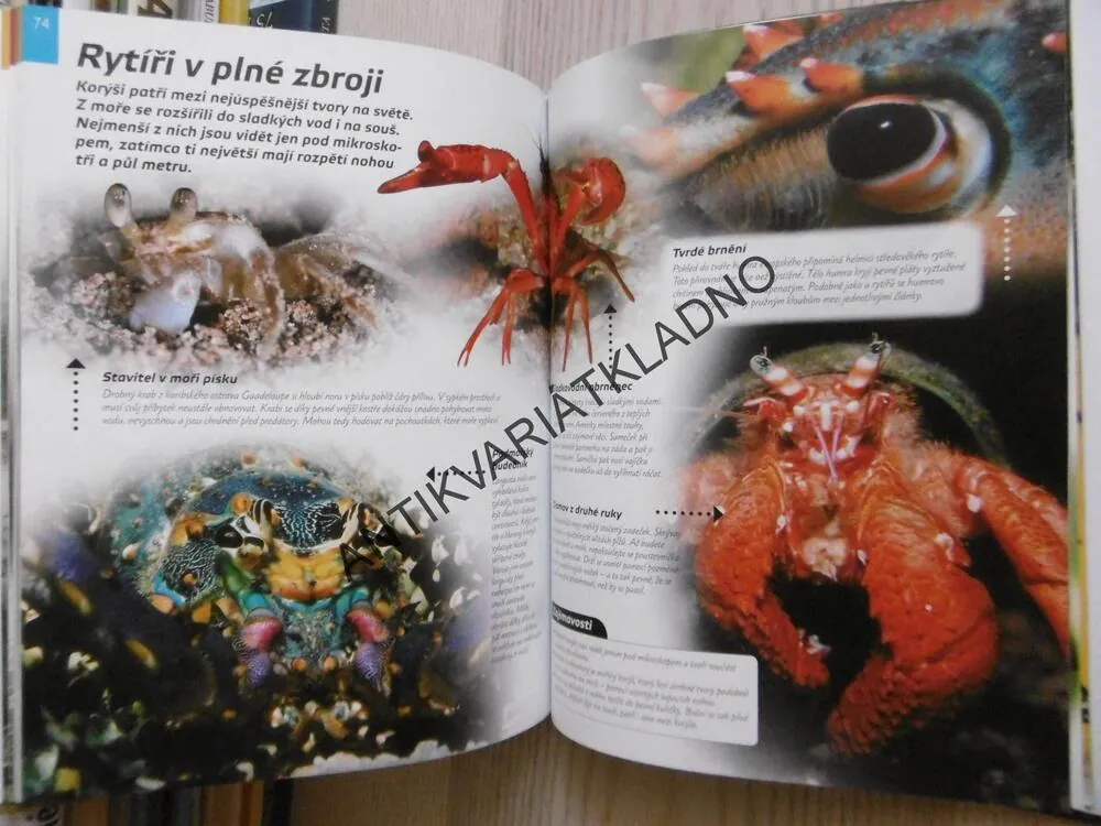 ZVÍŘATA, FAKTA A ZAJÍMAVOSTI ČR A CELÉHO SVĚTA, MICHAEL FOKT, **an