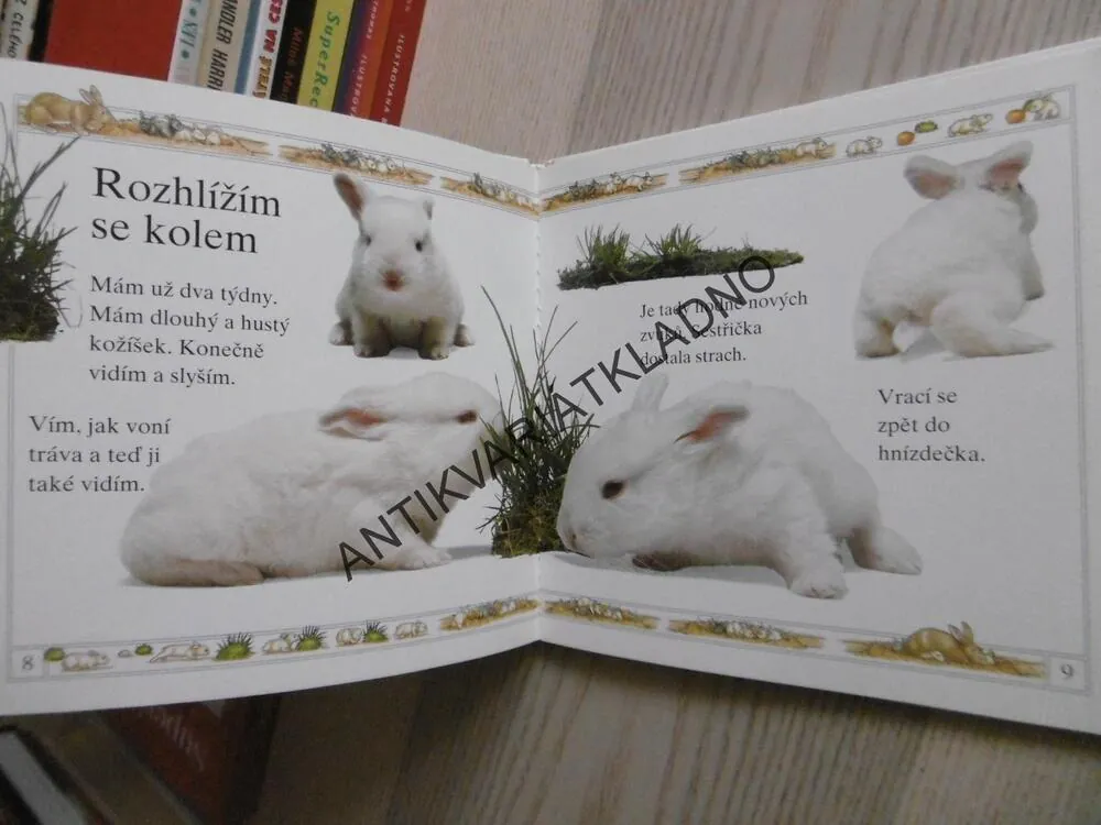KRÁLÍK, **an