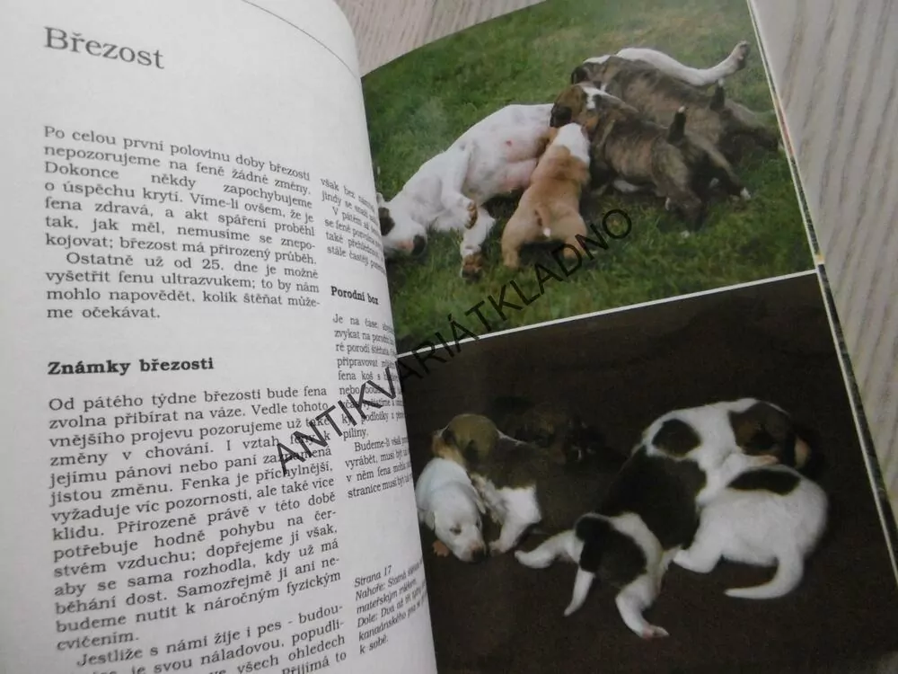 MÁME DOMA ŠTĚŇÁTKA, SABINE MIDDELHAUFOVÁ, **an