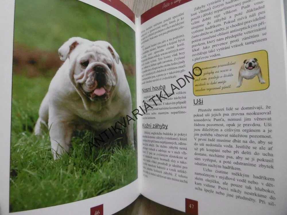 ANGLICKÝ BULDOK, VÝBĚR, VÝCHOVA, PÉČE, CHOV, VÝSTAVY, KATEŘINA SOJKOVÁ, **an