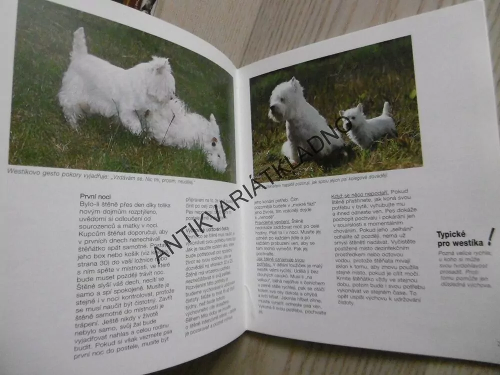 WESTÍK, WEST HIGHLAND WHITE TERIÉR, INGRID BOLLE-KLEINBUBOVÁ, **an