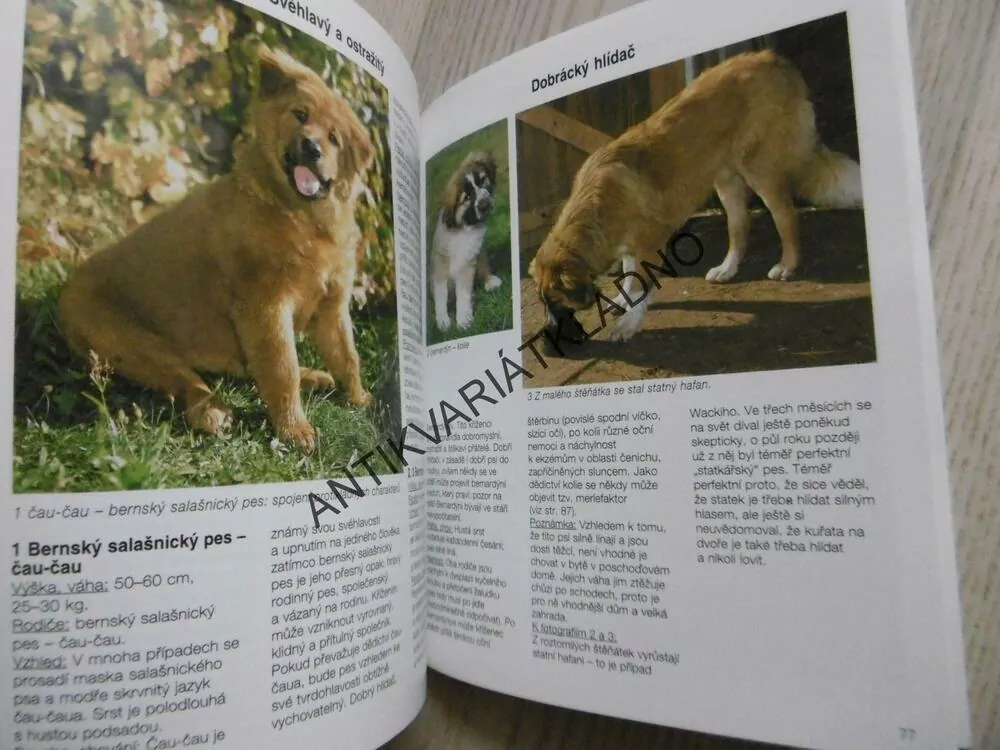 VOŘÍŠCI, INTELIGENTNÍ PSI S CHARAKTEREM, CHRISTINE METZGEROVÁ, UWE STREITFERDT, **an