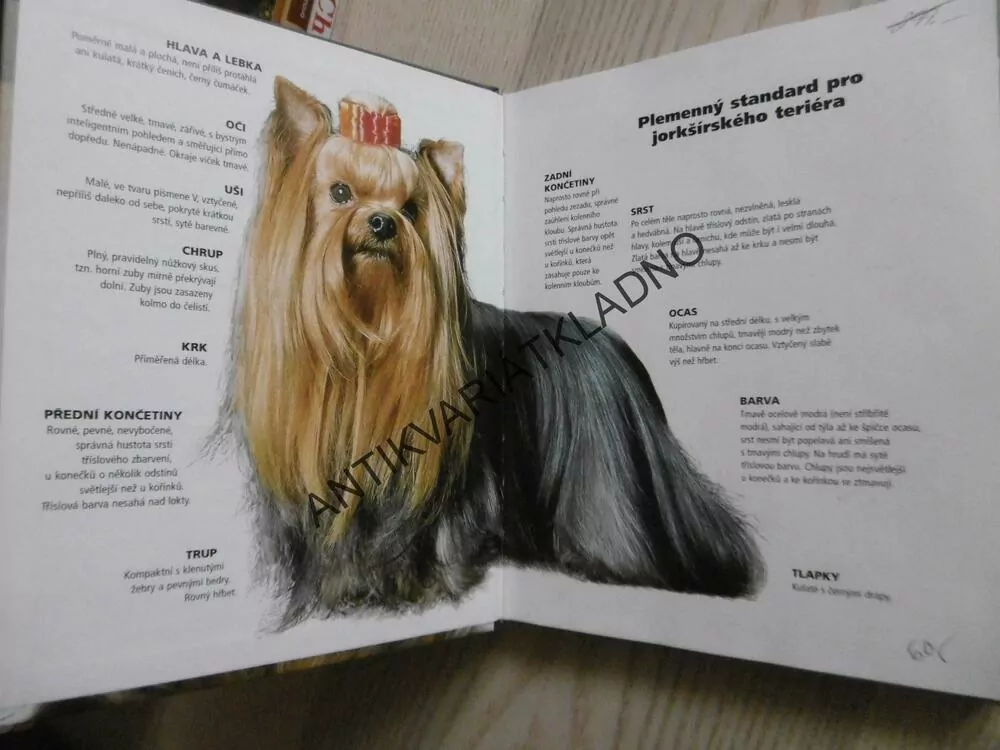 JORKŠÍRSKÝ TERIÉR, RACHEL KEYESOVÁ, **an