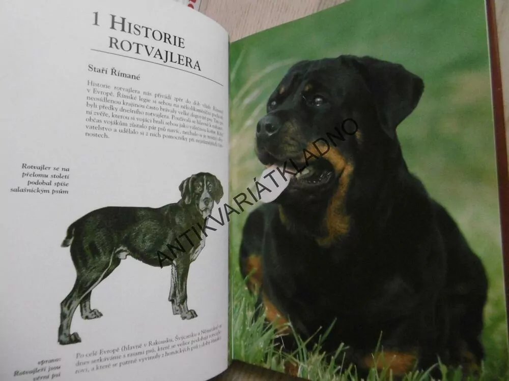 ROTVAJLER, ESTHER VERHOEF-VERHALLENOVÁ, **an