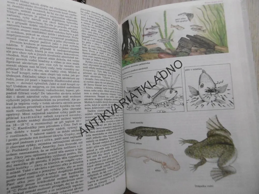 MALÁ TAJEMSTVÍ PŘÍRODY, DOBRORUKOVÁ, DOBRORUKA, P.ROB, **an