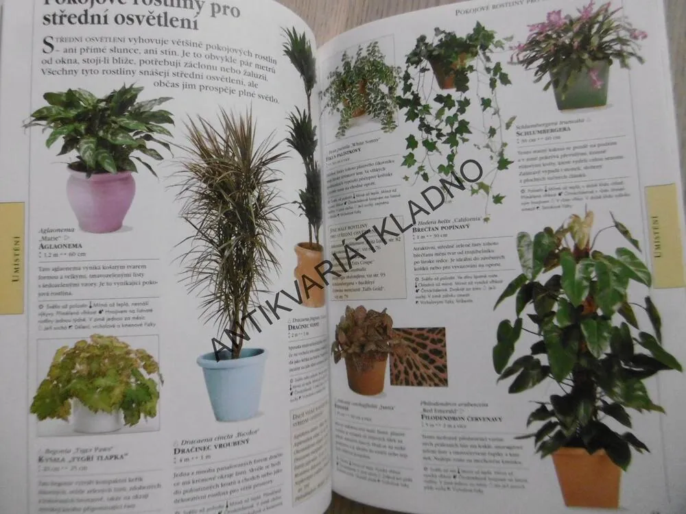 ROSTLINY V INTERIÉRU, ROY LANCASTER, MATTHEW BIGGS, **an