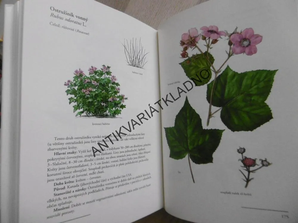 OKRASNÉ KEŘE A JEJICH POUŽITÍ V ILUSTRACÍCH ANNY SKOUMALOVÉ, VÁCLAV ZELENÝ, ANNA SKALICKÁ, **an