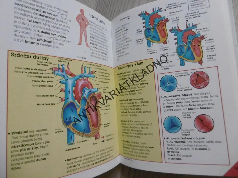 ILUSTROVANÝ PŘEHLED BIOLOGIE, CORINNE STOCKLEY, **an