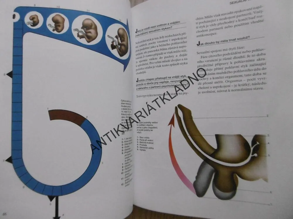 ENCYKLOPEDIE POHLAVNÍHO ŽIVOTA, DOSPÍVAJÍCÍ, COHEN, **an