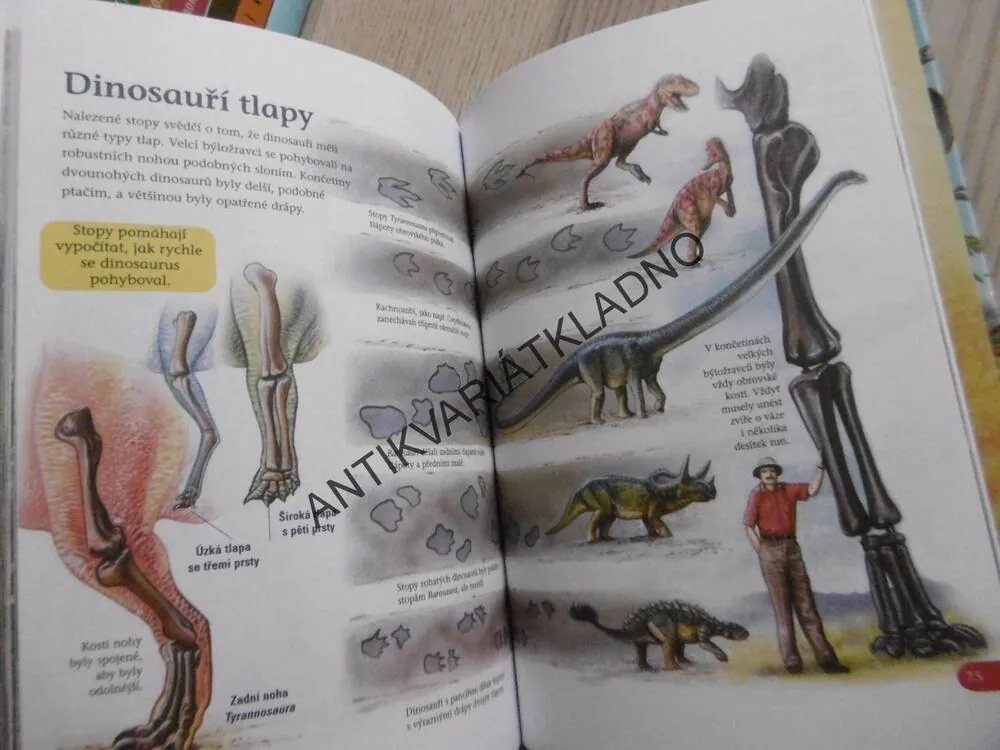 POZNEJ DINOSAURY, DINOSAUŘI, **an