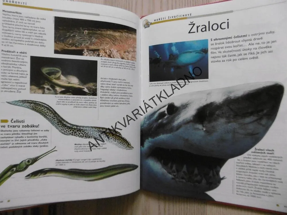 VŠE O NAŠEM SVĚTĚ, 1., MOŘŠTÍ ŽIVOČICHOVÉ, **an